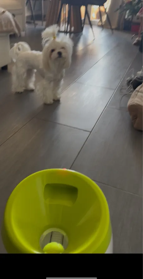 Le lanceur au premier plan, deux petits chiens blancs derrière
