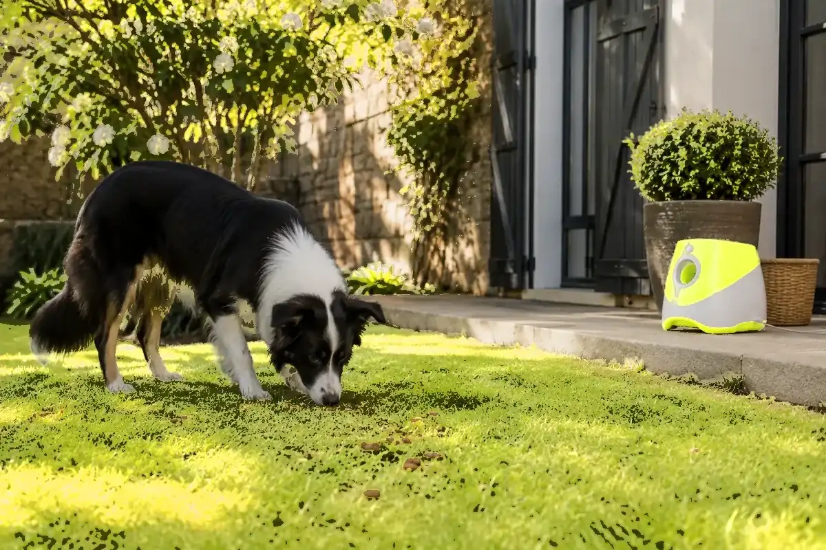 Un chien cherche ses croquettes dispersées dans l’herbe d’un petit jardin